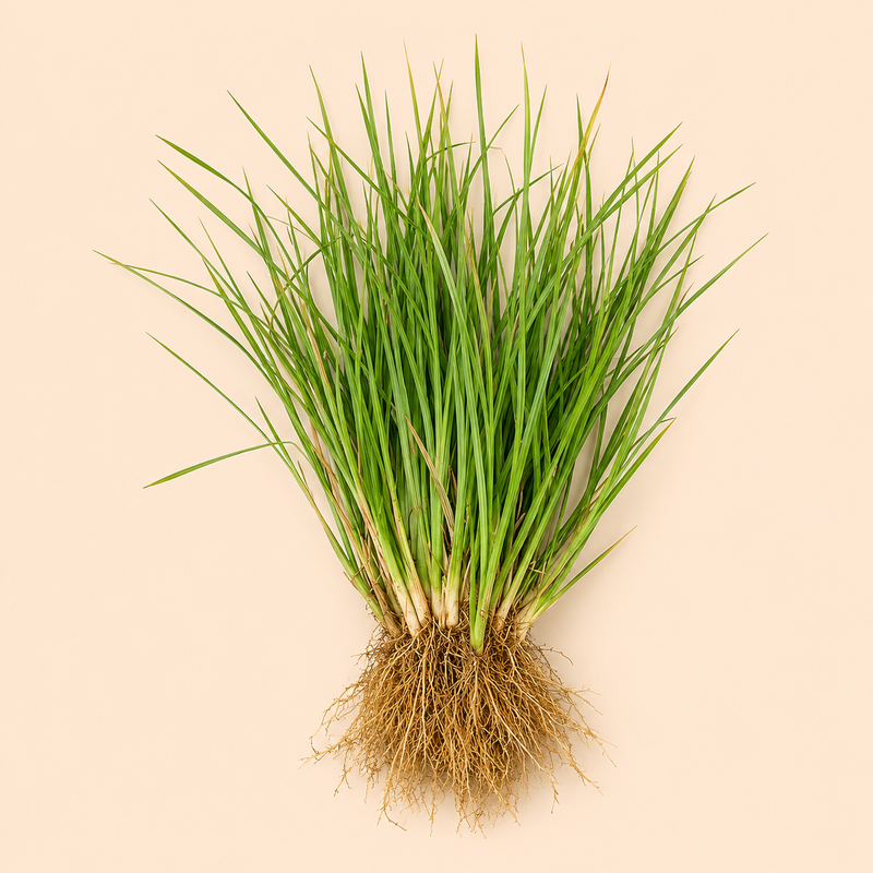 Vetiver