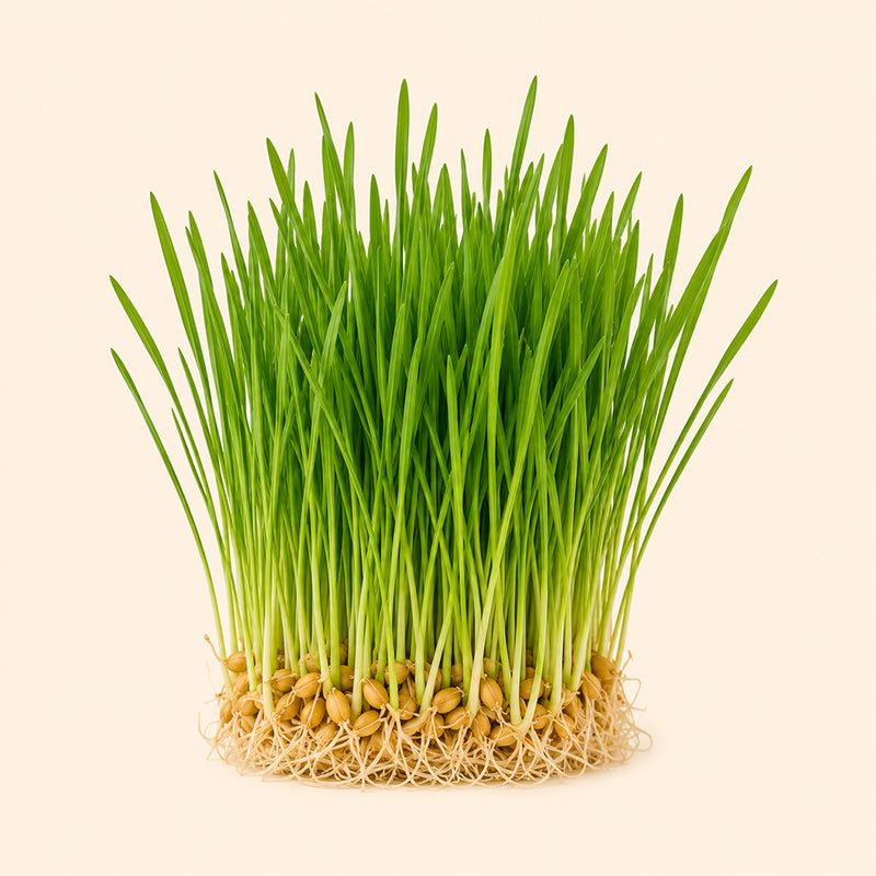 Wheatgrass