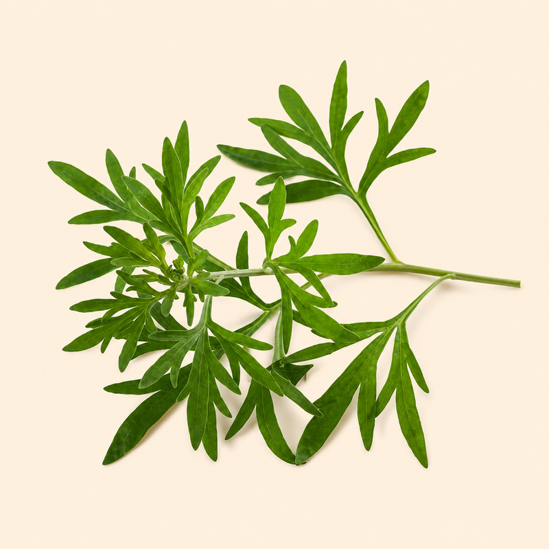 Wormwood