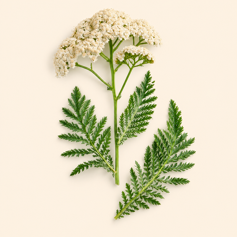 Yarrow