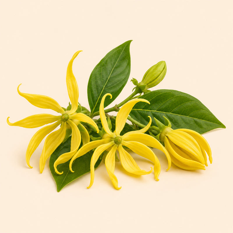 Ylang Ylang