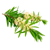 Cassia