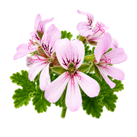 Citronella
