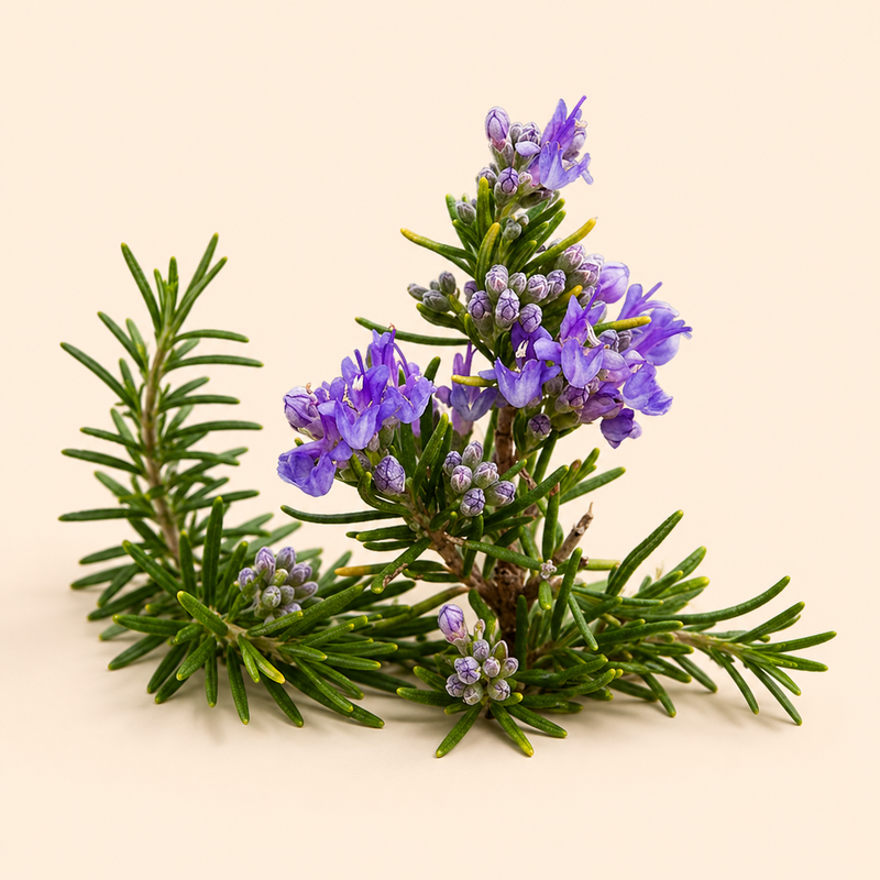 Rosemary