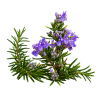 Rosemary
