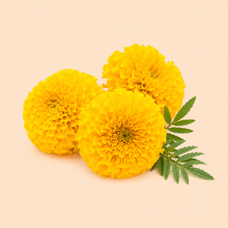 Yellow Merigold